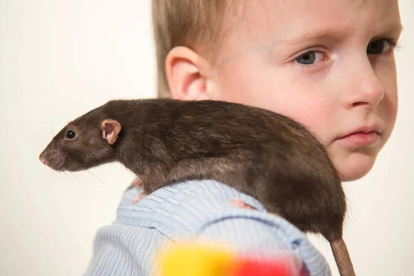 Hewan Peliharaan Tikus Domestik Abu Abu Duduk Seorang Anak Bahunya — Stok Foto