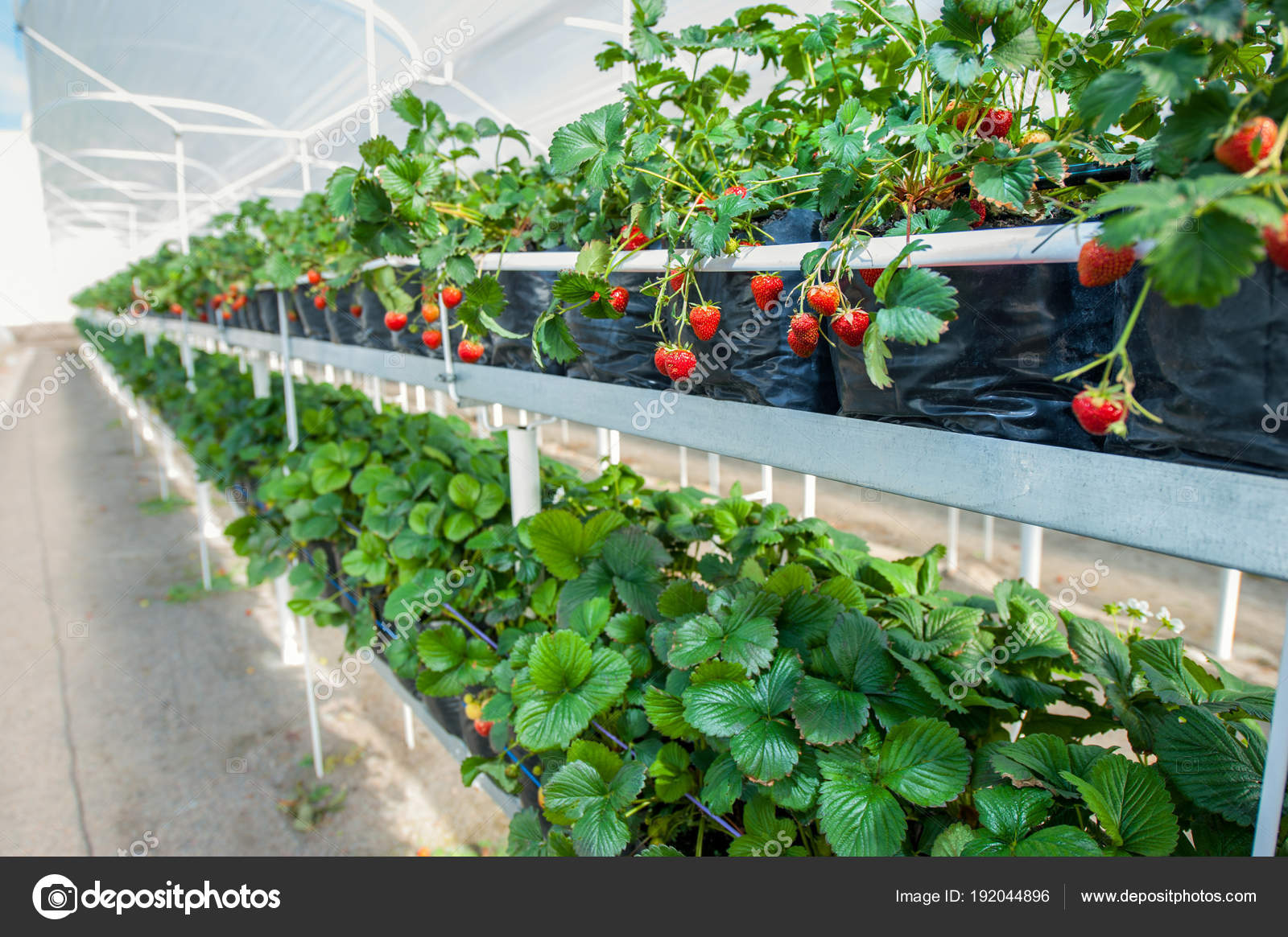 клубника альбион в теплице. теплица клубника гидропоника. выращивание в теплице круглый год технология. клубника для теплицы самоопыляемые сорта. выращивание в теплице круглый год технология.