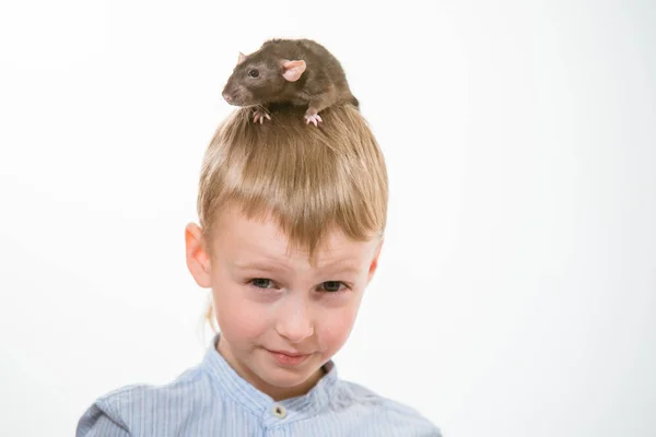 Divertido Niño Años Con Una Mascota Rata —  Fotos de Stock