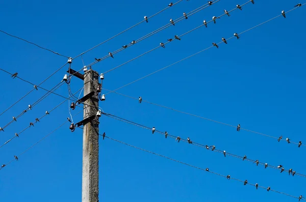 Swallows on wires — Stock Photo, Image