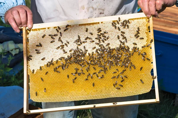 Honey frame with bees