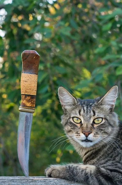 Cat and a hunting knife — Stockfoto