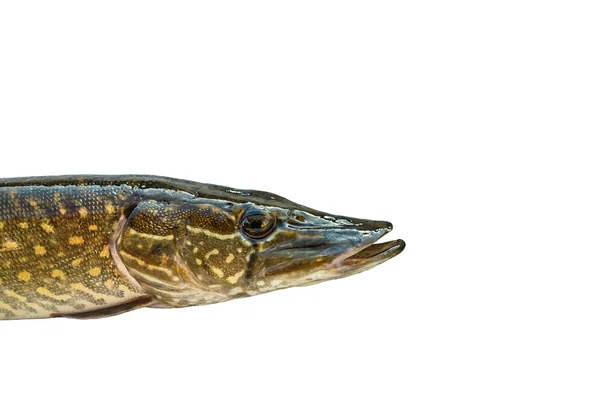 Pike with bait in its mouth, isolated on a white background — Stock Photo, Image