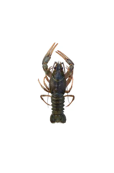 Crayfish isolated on white background — Stock Photo, Image