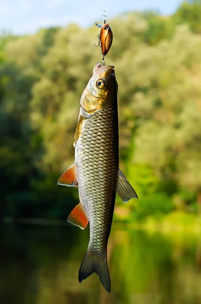 Chub pego em um fundo do rio — Fotografia de Stock