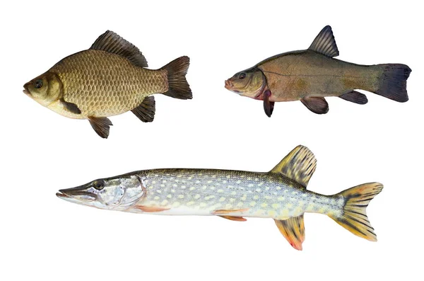 Pike, Kadife balığı ve crucian sazan izole üzerinde beyaz arka plan