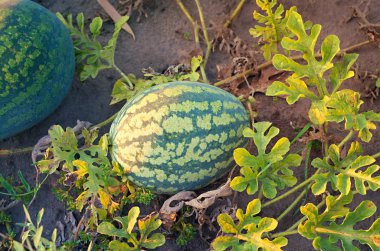 güneşin altında büyüyen karpuz