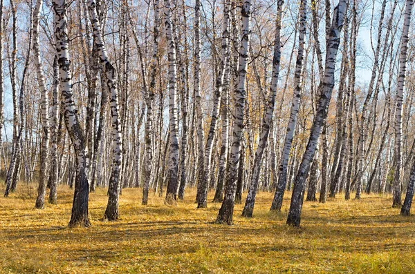 Sonbaharda huş ağacı korusu