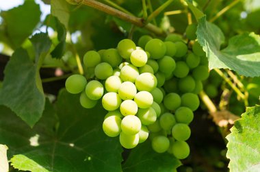 Güneş ışınlarının yapraklarla Yeşil üzüm