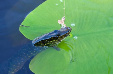Pike ve yeşil lily pad yakaladı
