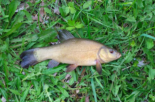Tench peixe deitado na grama — Fotografia de Stock