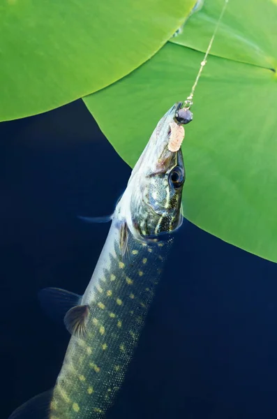 Gefangen Hecht im Fluss in der Nähe der Seerosen — Stockfoto