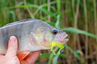 onun el balıkçı ağzına büyük levrek silikon yem yakalandı