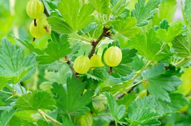 olgun çilek bektaşi dalı yeşil