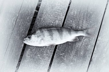 ahşap arka plan, siyah ve beyaz skeç ile tonlama beyaz levrek balık