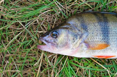 Yeşil çimenlerin üzerinde büyük bir bas balık başkanı bırakır