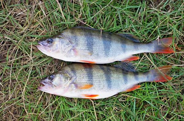 İki bas yeşil çim üzerinde yalan yakaladı