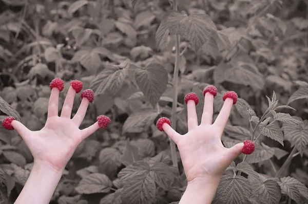 Frambuesas en los dedos de las manos de dos niños, filtro retro — Foto de Stock