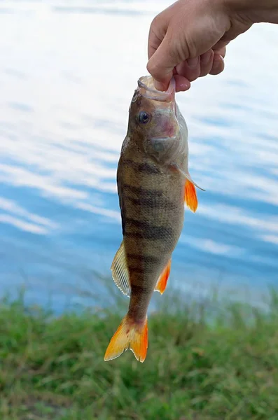 Grande poleiro de peixe em sua mão pescador — Fotografia de Stock