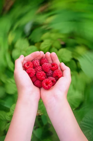 Ripe raspberries in children's palms, in the motion blur filter — Stock Photo, Image