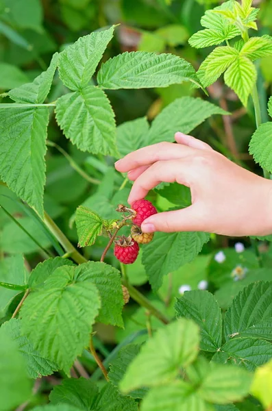Gathering raspberries, a child's hand collects berries on a background of green leaves — Stock Photo, Image