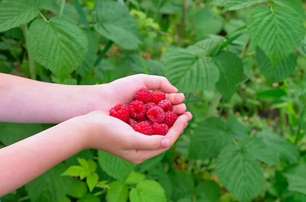 Ripe raspberries in children's palms on the background of green leaves — Stock Photo, Image