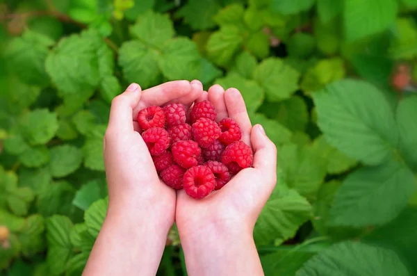 Ripe raspberries in children's palms on the background of green leaves — Stock Photo, Image