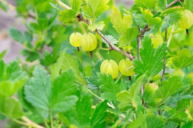 olgun çilek bektaşi dalı yeşil