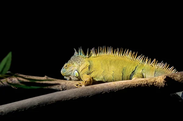 Iguana koyu arka plan üzerinde — Stok fotoğraf