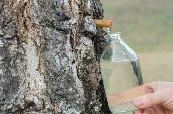 Collection of birch juice with a glass bottle — Stock Photo, Image