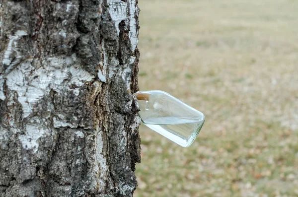 Collection of birch sap in spring — Stock Photo, Image