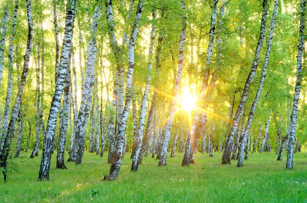 Birch Grove. sabah erkenden. Ağaçların arasından yükselen güneş. Ukrayna