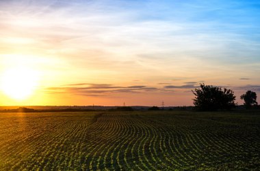 Genç bitkiler, şafak arka planı ile tarım alanı