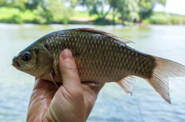 Elinde tutulan sazan balığı, balıkçı.
