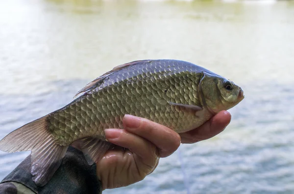 Crucian Carp Caught His Hand Fisherman — Stock Photo, Image