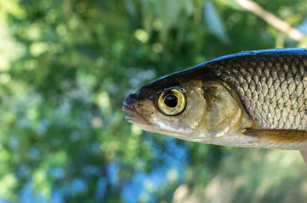 Fisch Döbel Haken Nahaufnahme Gefangen — Stockfoto