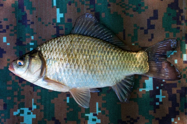 Pești Cruciați Fundal — Fotografie, imagine de stoc