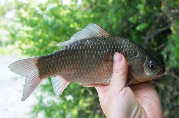 Crucian Carpa Capturado Sua Mão Pescador — Fotografia de Stock