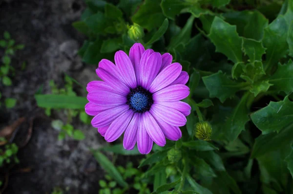 Flor Osteospermum Canteiro Flores Close — Fotografia de Stock