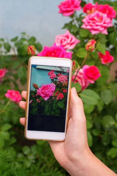 Mädchen Benutzt Smartphone Für Ein Rosenfoto lizenzfreie Stockfotos