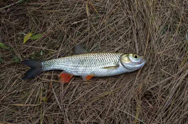 Caught Chub Lies Dry Grass — Stock Photo, Image