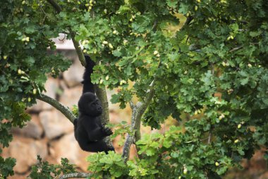 Genç goril bir ağacın dalından asılı