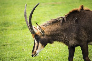 yeşil çayır otlatma