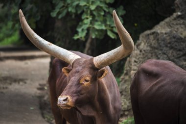 Büyük boynuzlu kahverengi boğa