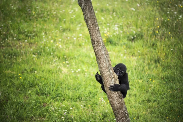 Baby gorilla clinging to the trunk of a tree — Stock Photo, Image