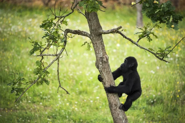 Young gorilla climbing the trunk of a tree