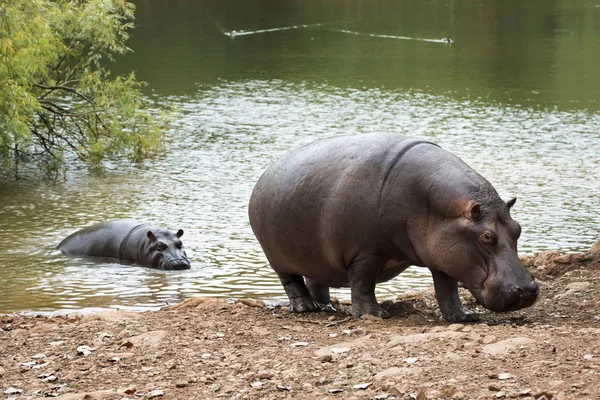 Famille d'hippopotames sortant de vert un lac — Photo