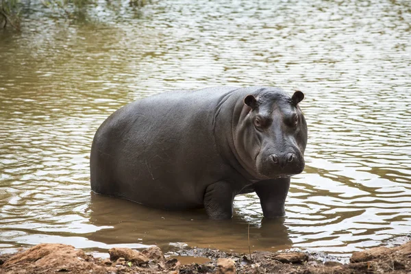 Hipopótamo a sair da água — Fotografia de Stock