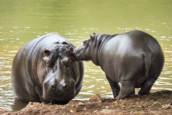 Beijos para mãe hipopótamo — Fotografia de Stock