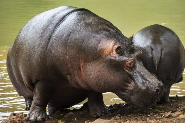 Mãe e bebê hipopótamo junto ao lago com água verde — Fotografia de Stock